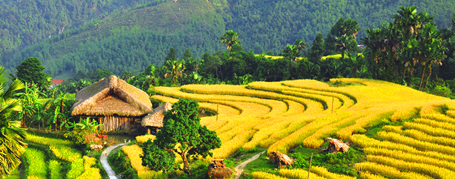 Meilleure p&eacute;riode pour visiter les rizi&egrave;res en terrasses au Vietnam 